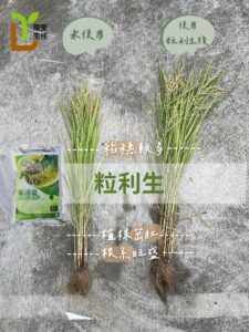 Read more about the article 龍瑩粒利生，粒粒飽滿粒粒生！